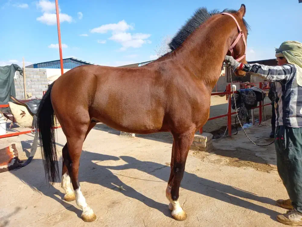 اسب دوسر وارداتی نریون کورسی|اسب و تجهیزات اسب‌سواری|اشکذر, |دیوار