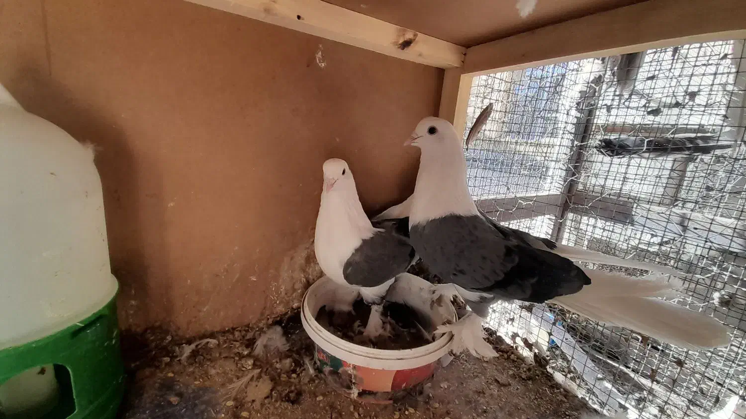 کبوتر دوکت|پرنده|سامان, |دیوار