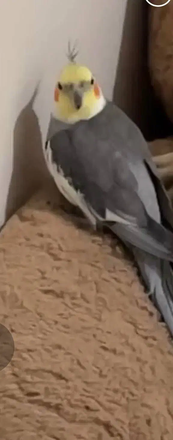 عروس هلندی گم شده|حیوانات|کرج, دهقان ویلا|دیوار