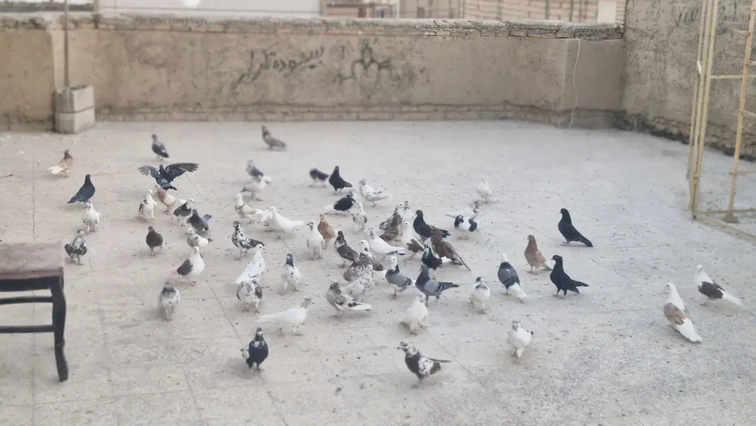 کبوتر|پرنده|خمینی‌شهر, |دیوار