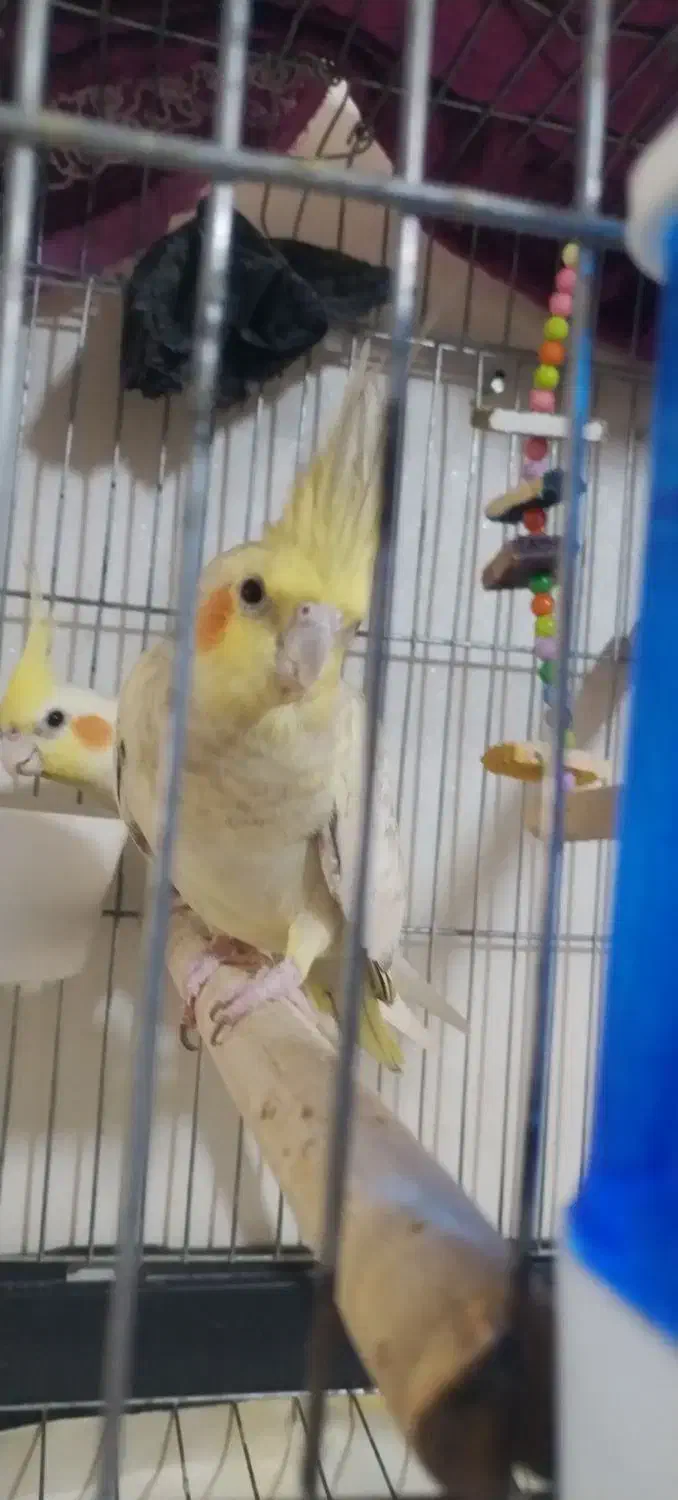 عروس هلندی ماده|پرنده|کرج, حسن آباد|دیوار