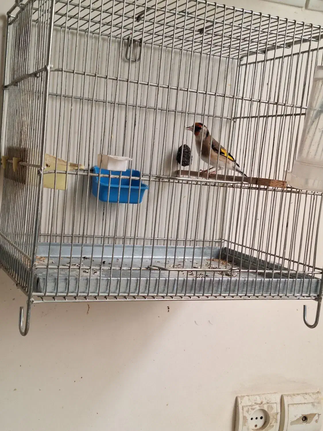 ماده سهره عشق بازی|پرنده|اصفهان, شهید رجایی|دیوار