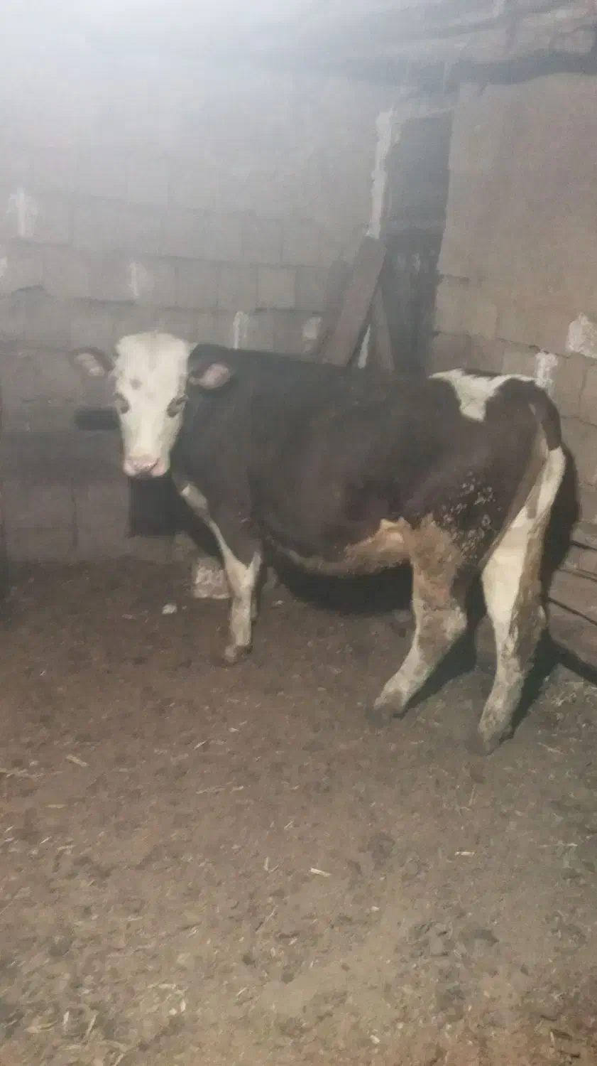 گوساله ماده|حیوانات مزرعه|حسین آباد, |دیوار