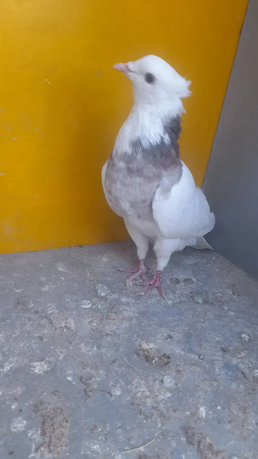 کفتر یا کبوتر طوقی|پرنده|مبارکه, |دیوار