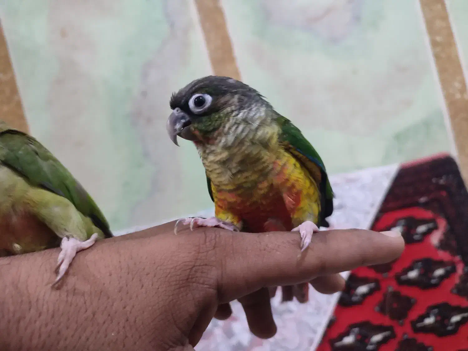 گرینچک|پرنده|سراوان, |دیوار