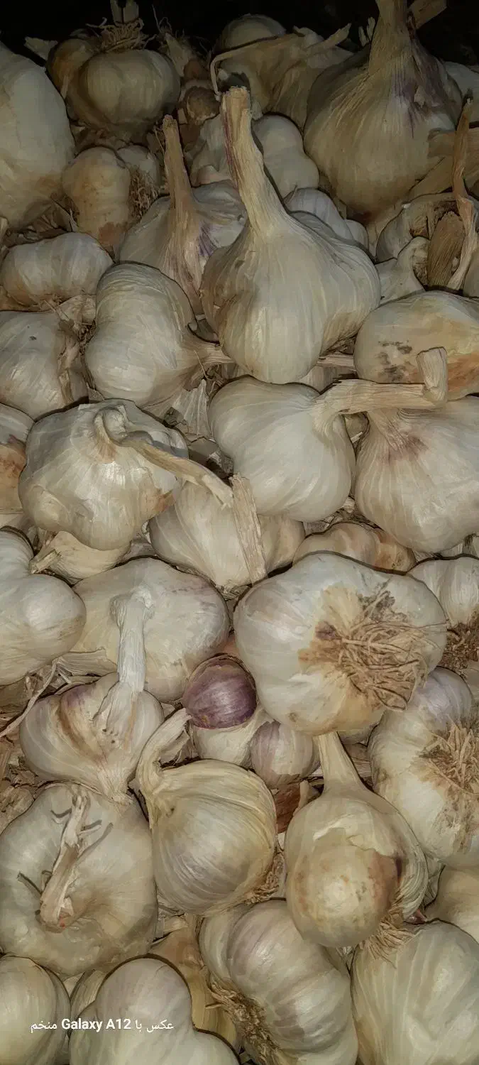 سیر درجه یک بشرط|خوردنی و آشامیدنی|رباطکریم, مسکن مهر آبشناسان|دیوار