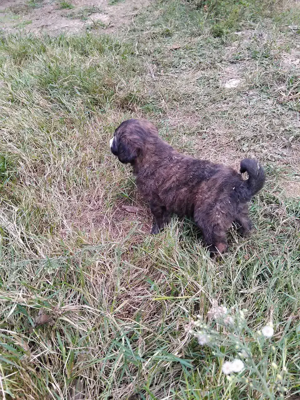 واگذاری سگ نر|سگ|توتکابن, |دیوار