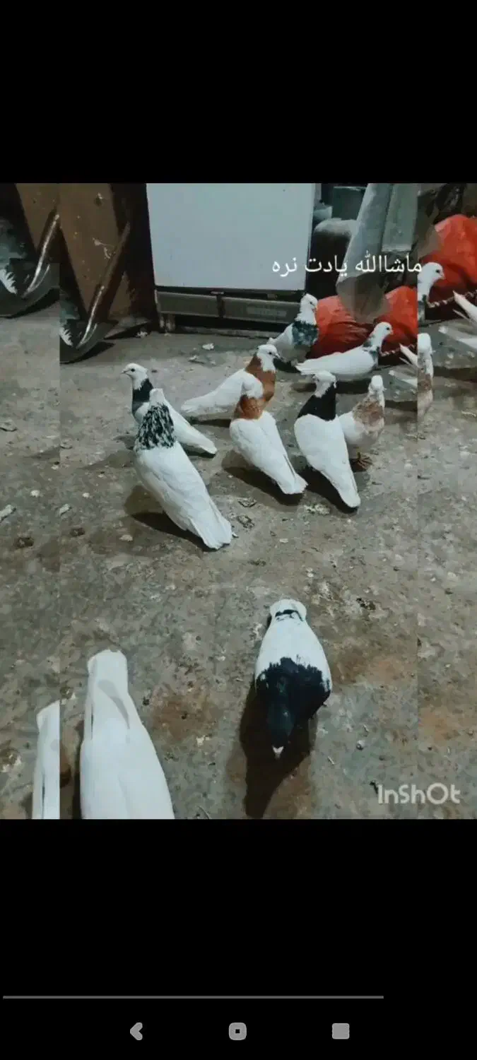 طوقی|پرنده|جوکار, |دیوار