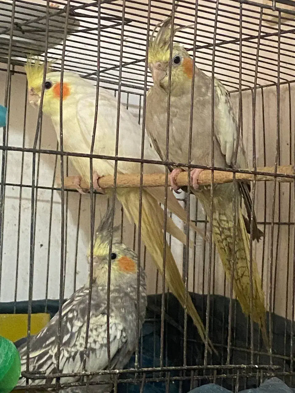 طوطی عروس هلندی|پرنده|رشت, سیا اسطلخ|دیوار