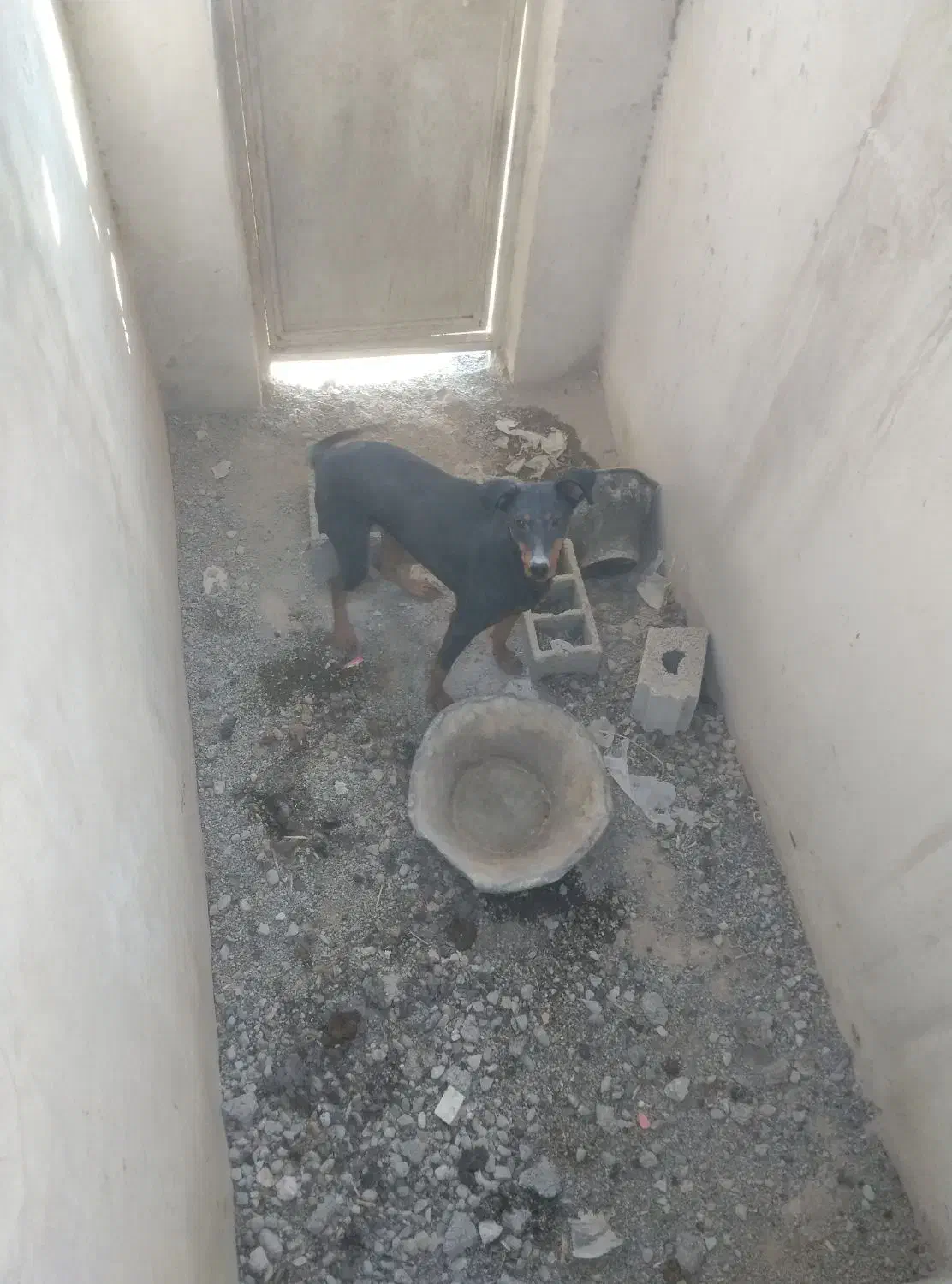 سگ ماده دوبرمن اصیل یک ونیم ساله|سگ|شهریار, بکه|دیوار