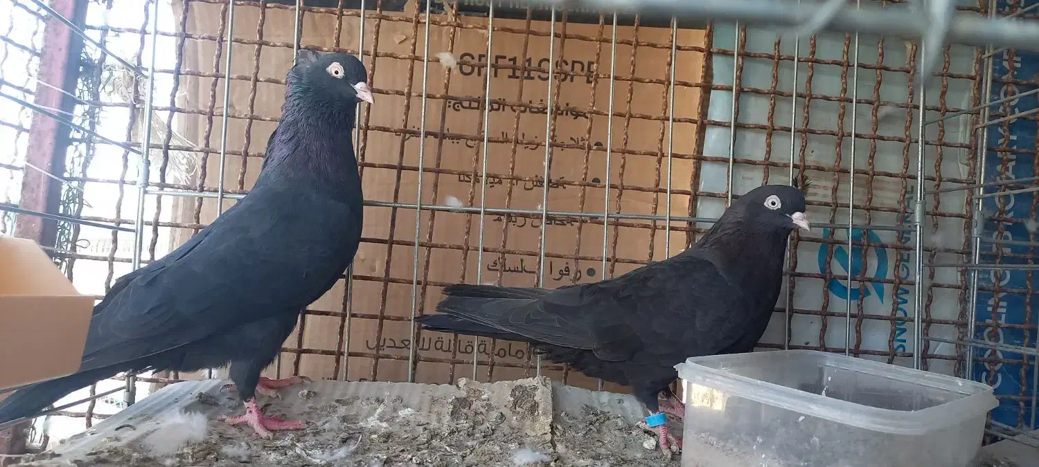 کفتر گرهن|پرنده|قشم, |دیوار