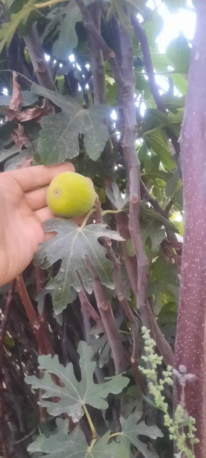 نهال گلدانی آماده کاشت....|خدمات باغبانی و درختکاری|زنجان, |دیوار