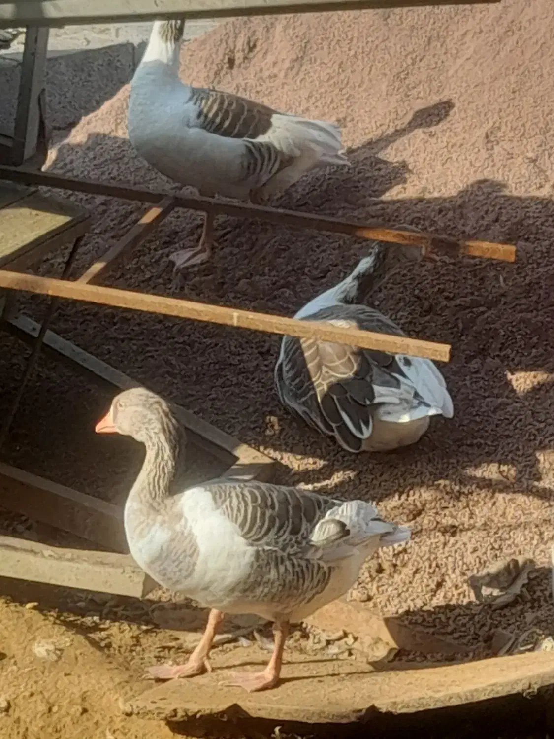 غاز|حیوانات مزرعه|املش, |دیوار