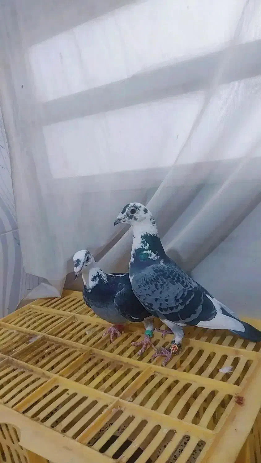 نر وماده ابلغ المانی|پرنده|تربت‌حیدریه, بالا ولایت|دیوار