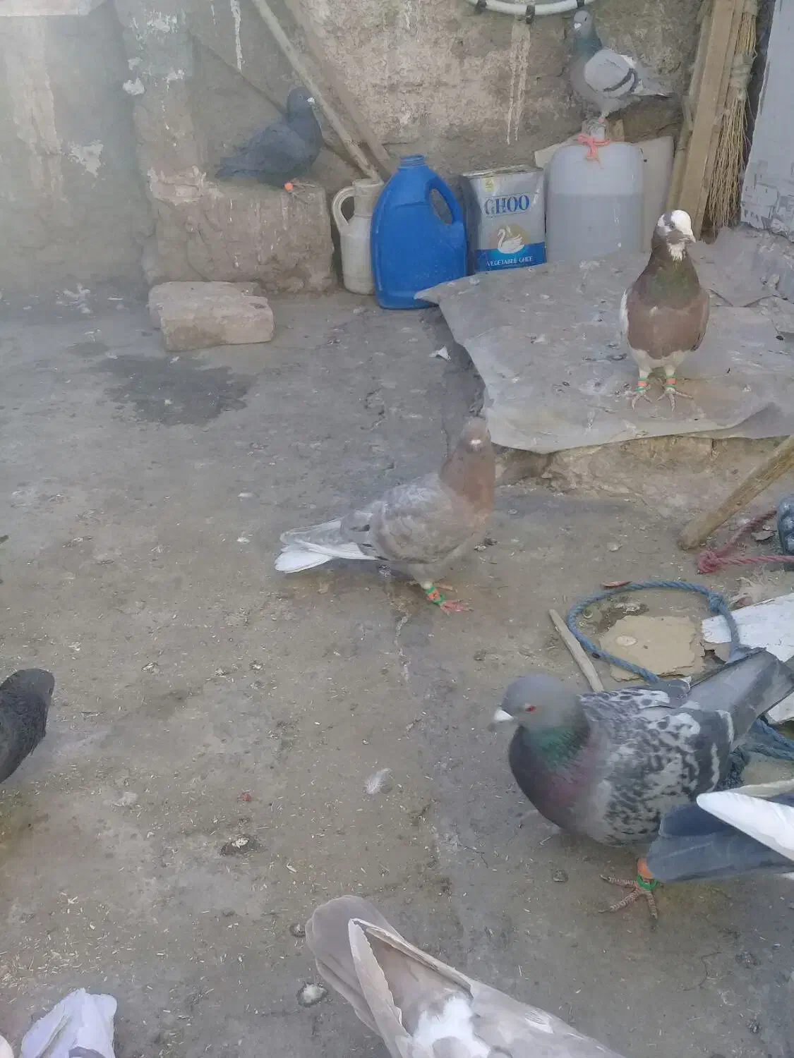 پرنده|پرنده|تربتحیدریه, بالا ولایت|دیوار