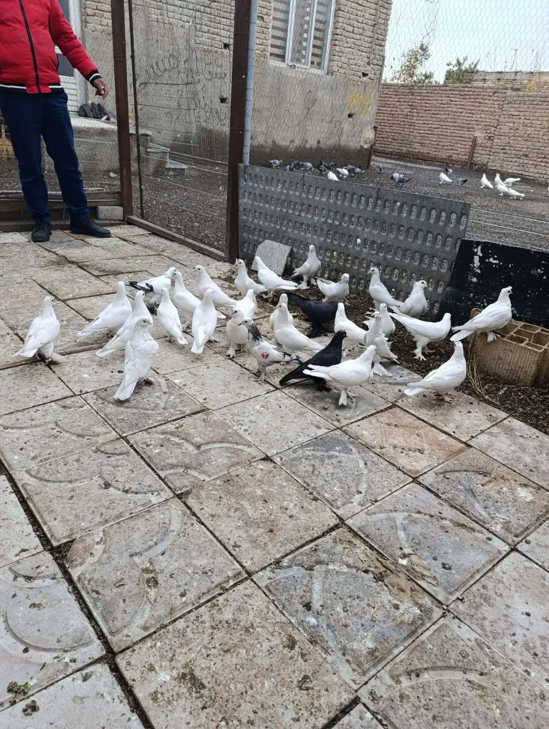 کبوتر لوطی ۲۹عدد همش یک لونه|پرنده|خسروشاه, |دیوار