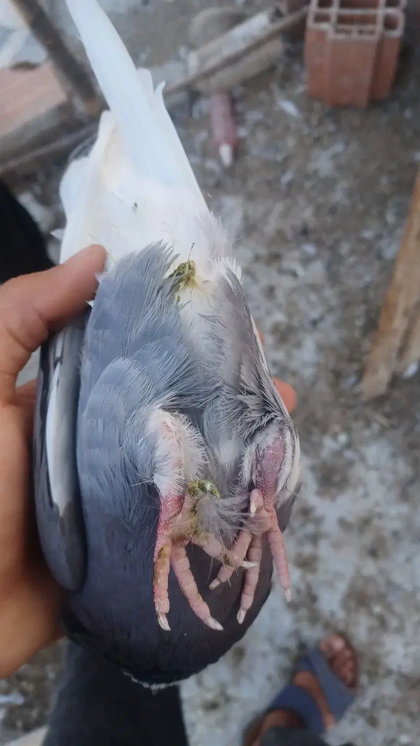 کبوتر‌پرشی‌‌برای‌فروش|پرنده|گرگان, |دیوار