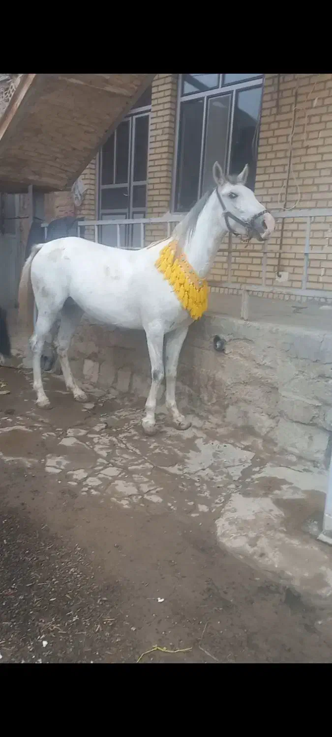 اسب مادیان|اسب و تجهیزات اسب‌سواری|نظر کهریزی, |دیوار