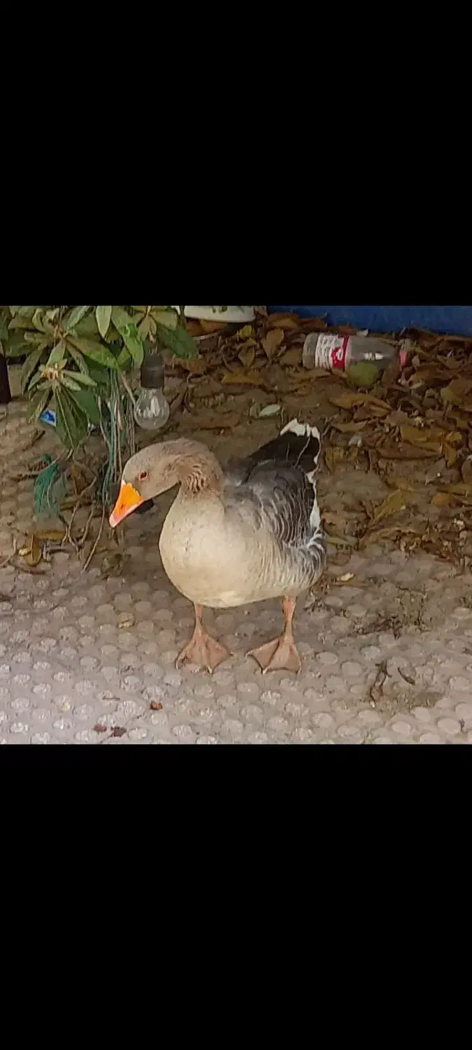 غاز نر|حیوانات مزرعه|نسیم‌شهر, |دیوار