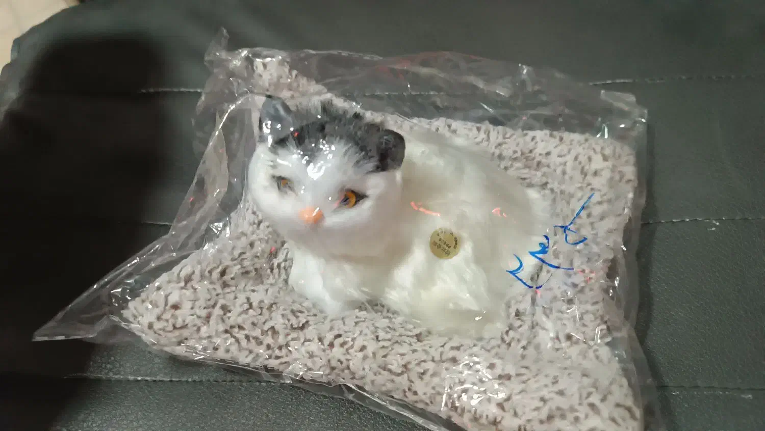 گربه موزیکال|گربه|زنجان, |دیوار