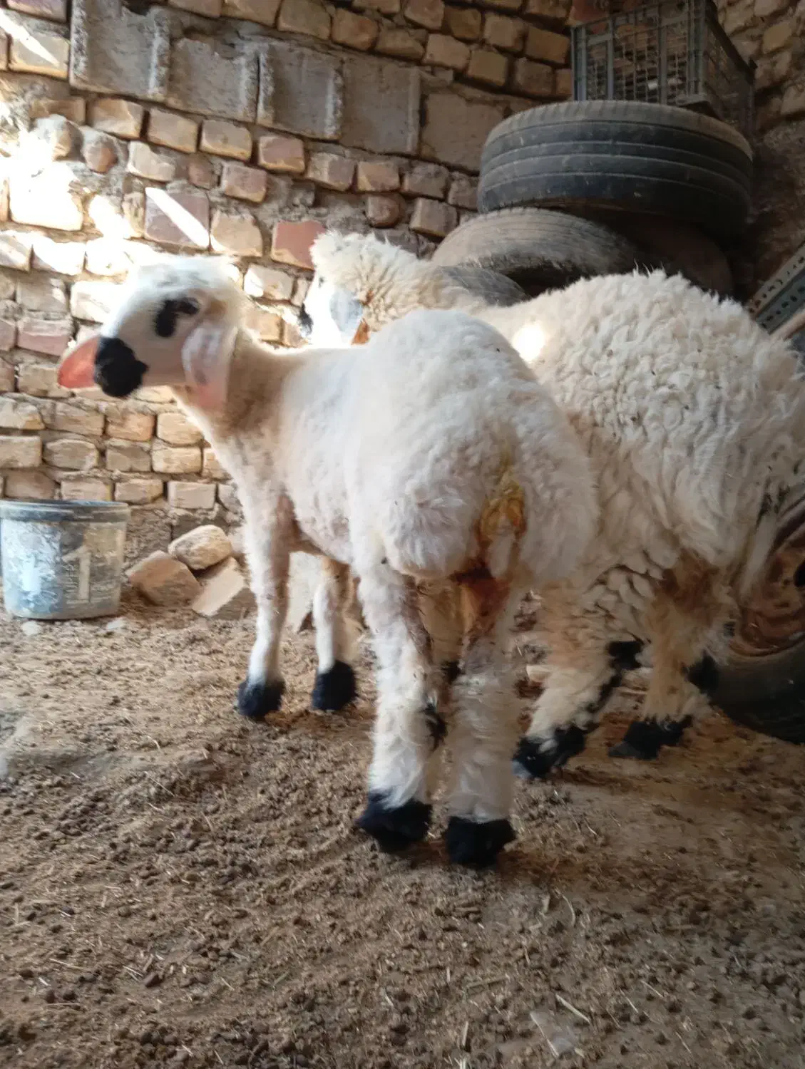 بره نروماده وطنی|حیوانات مزرعه|زابل, |دیوار