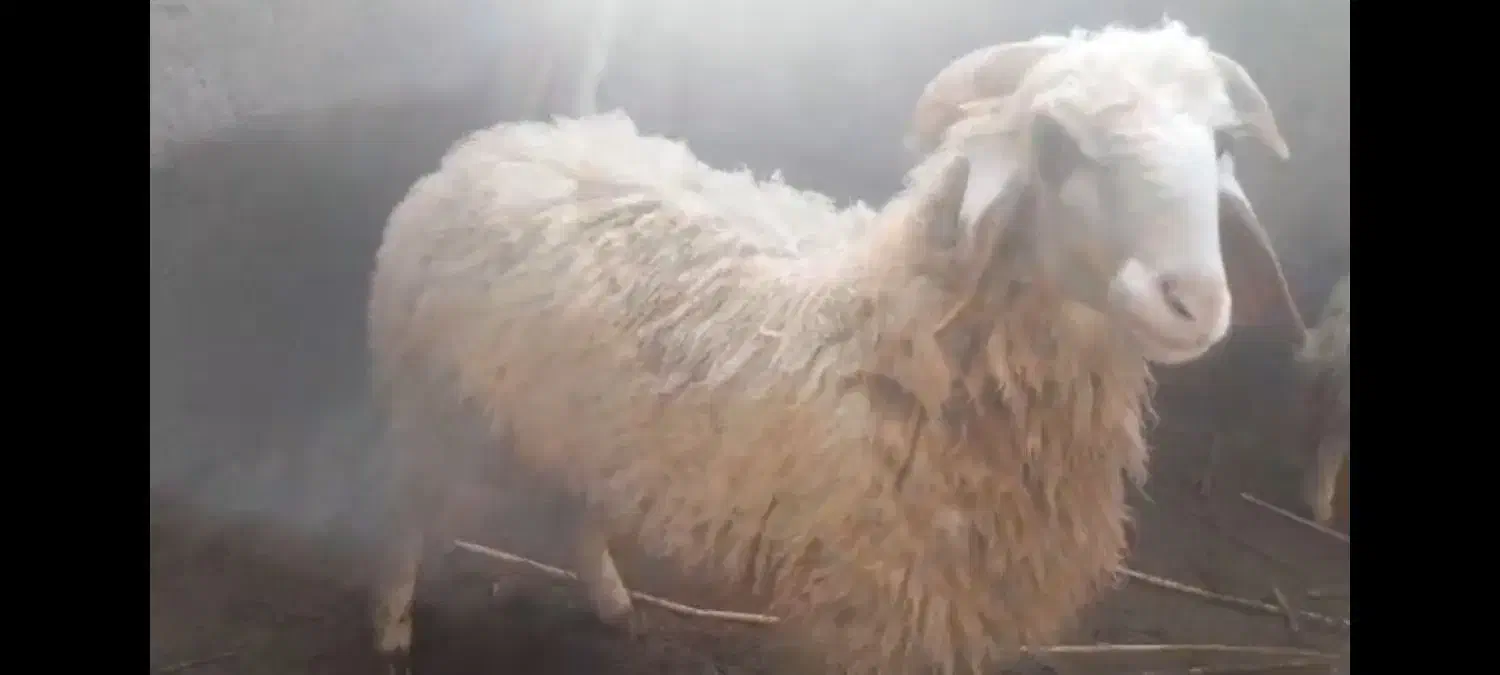 گوسفند|حیوانات مزرعه|کرخه, |دیوار