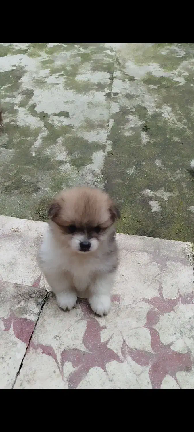 واگذاری توله پامر|سگ|نشتارود, |دیوار