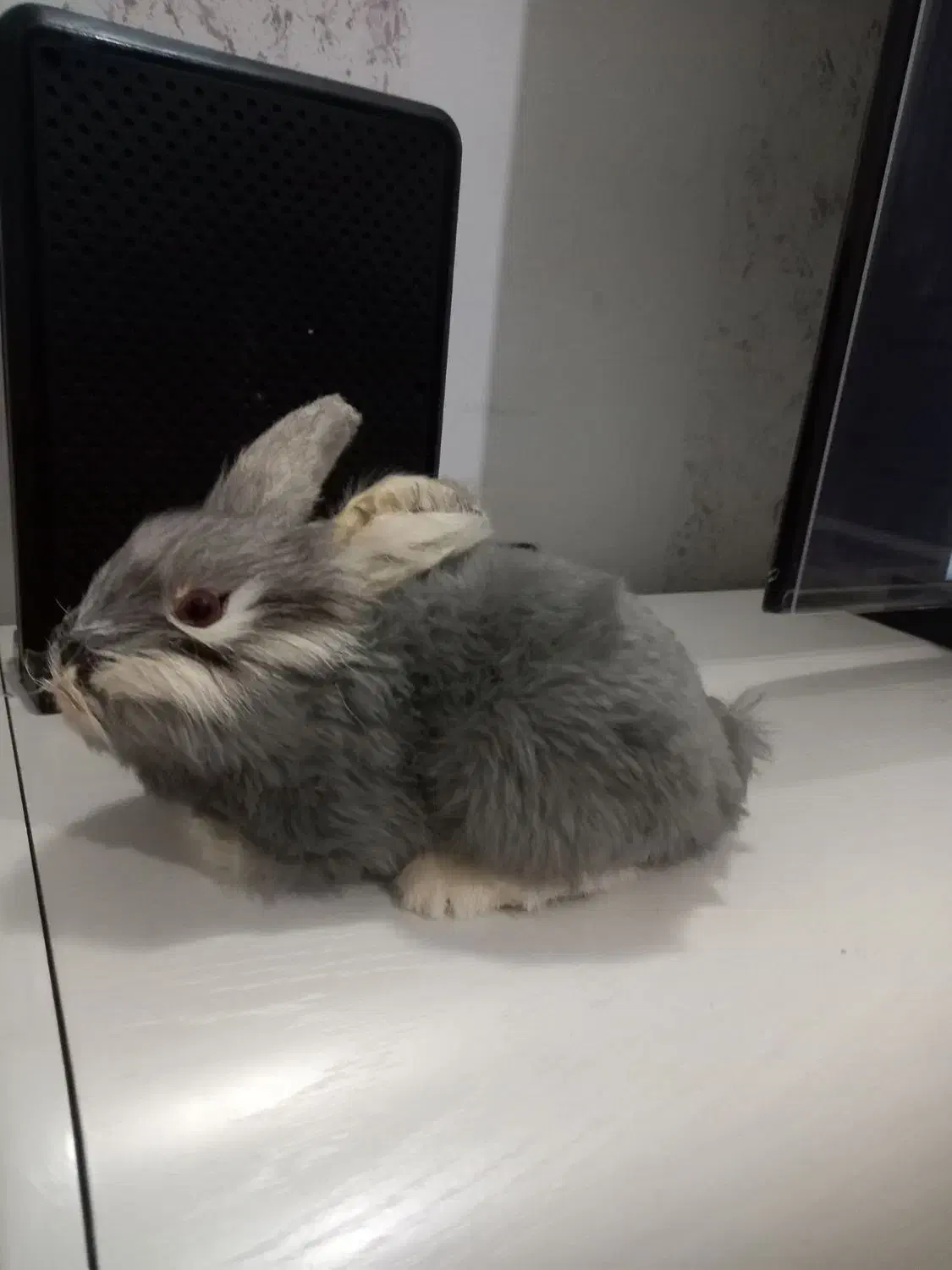 معاوظم میکنم تا آخرنگاه کنید خیلی ارزون گذاشتم|اسباببازی|قدس, شهرقدس|دیوار