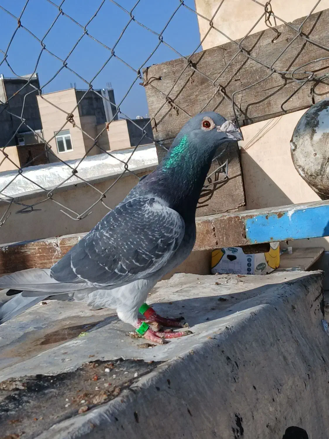 دوبر نابروان وجان آردن|پرنده|کوراییم, |دیوار