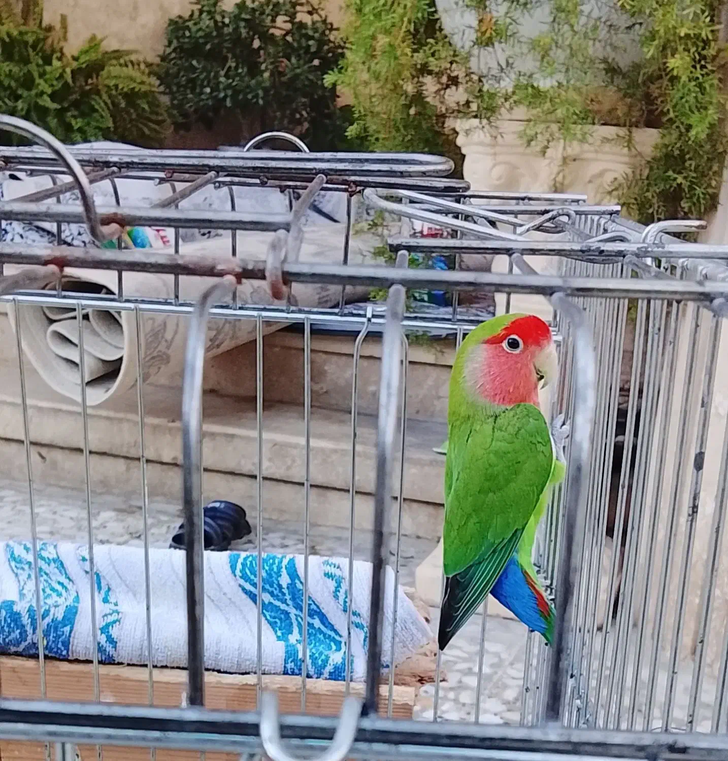 فروش یک عدد طوطی برزیلی|پرنده|آمل, |دیوار