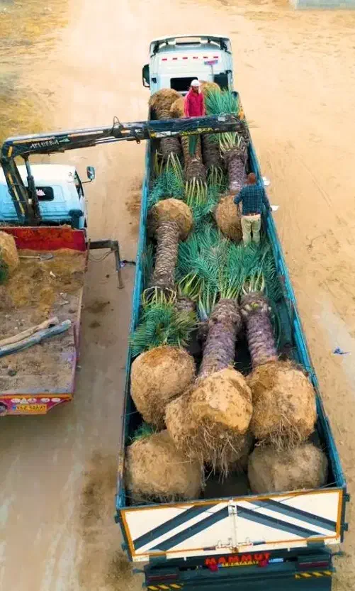 اقلیم قم خیلی کم آبه نخل یه گزینه خوبه پالم|خدمات باغبانی و درختکاری|قم, انصارالحسین|دیوار