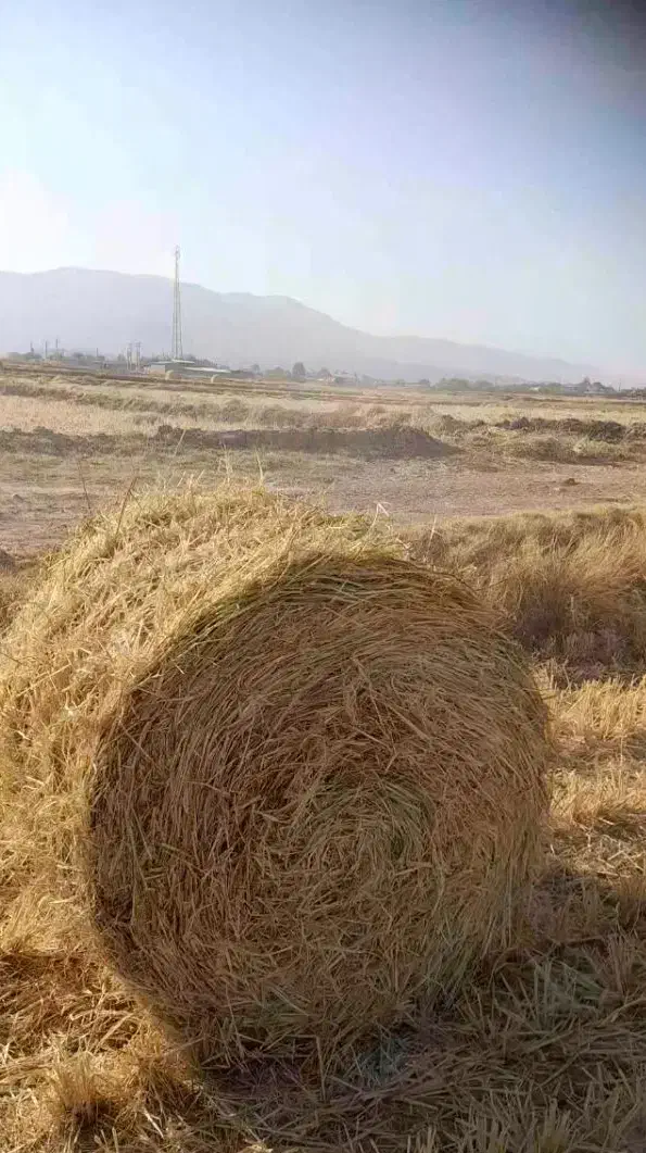 پوشال برنج جهت سرما زدگی سیفی جات و میوه جات|عمدهفروشی|کامفیروز, |دیوار