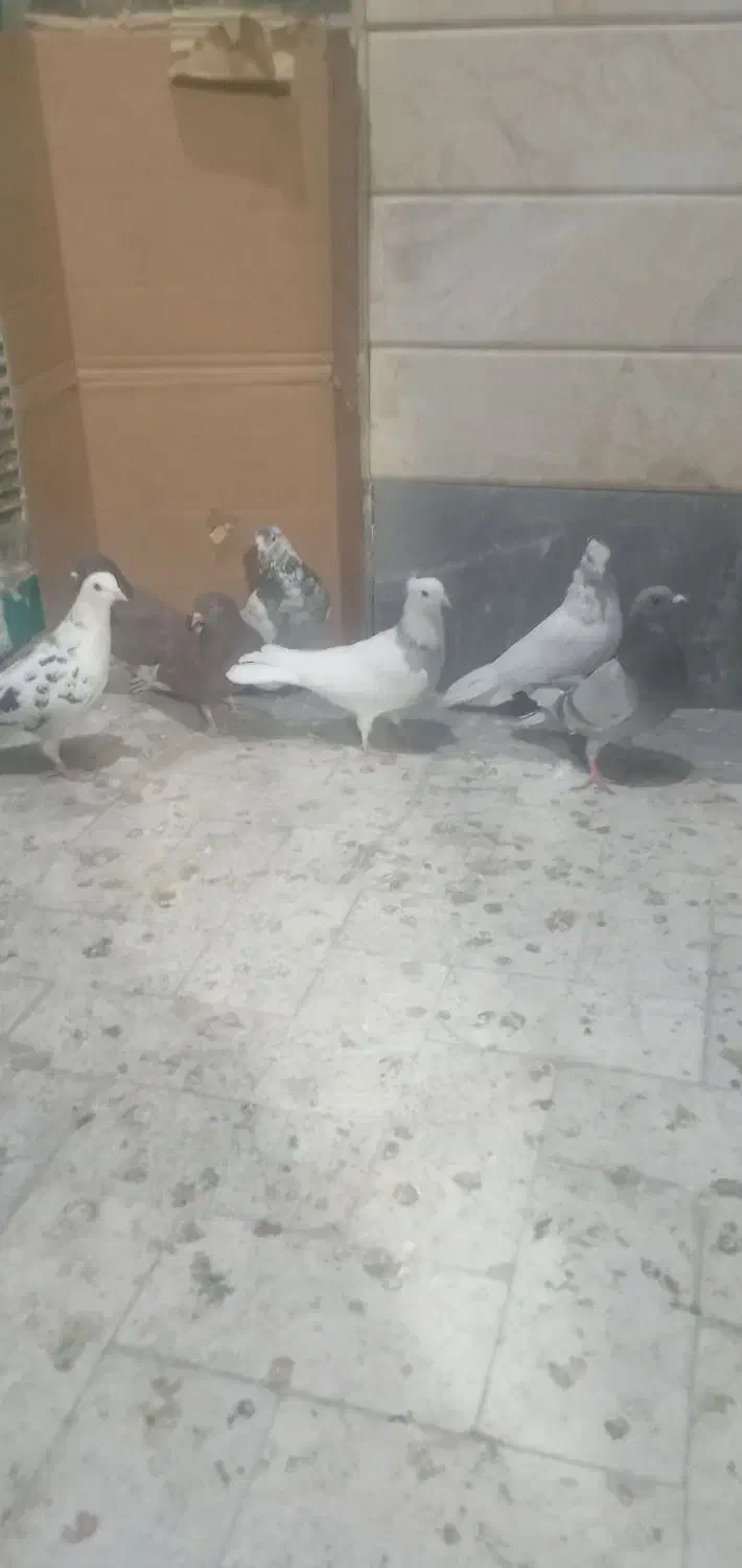 کبوتر پرشی|پرنده|قم, ولیعصر|دیوار