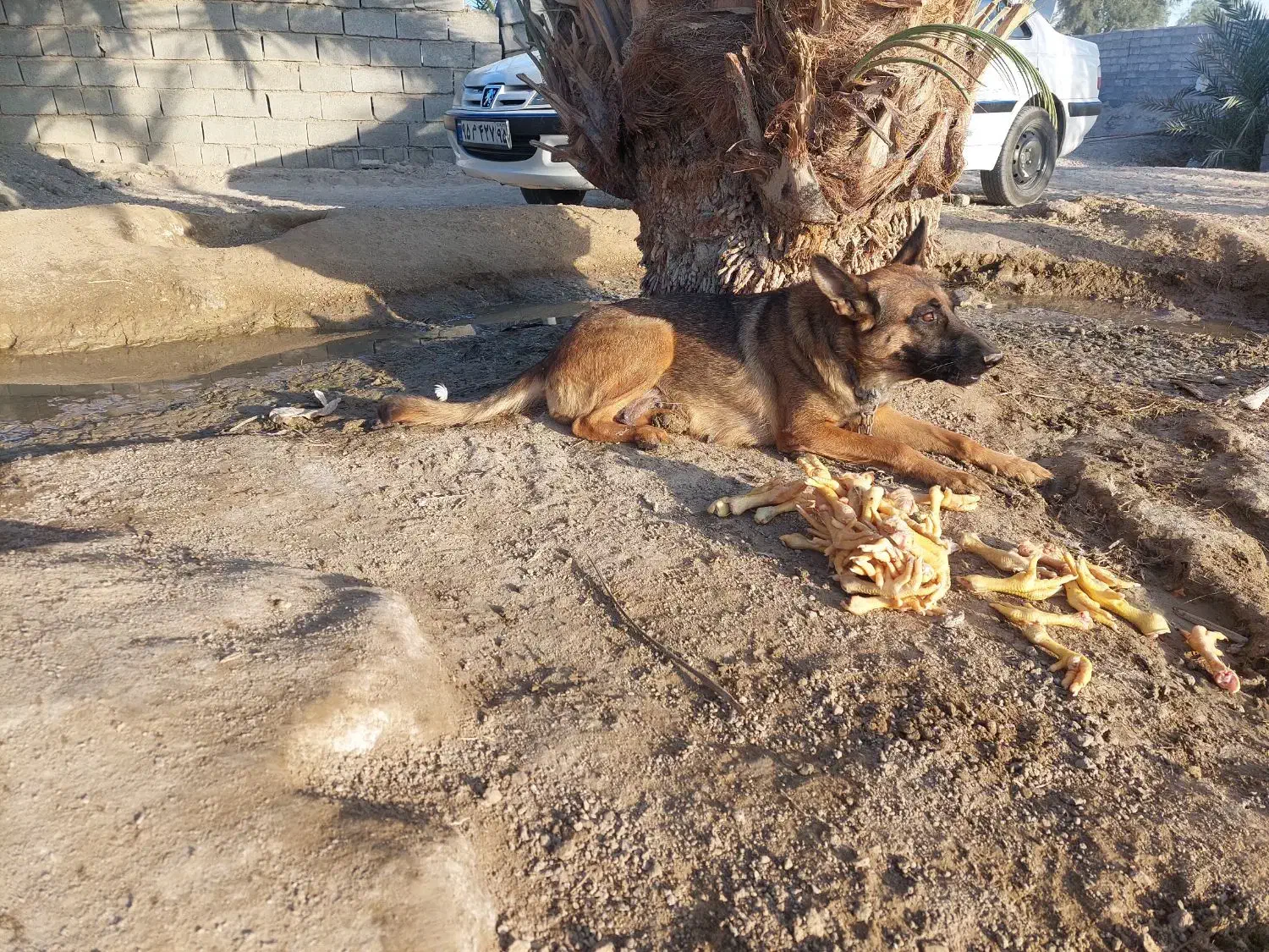 نخل خرما|گل و گیاه طبیعی|ایرانشهر, |دیوار