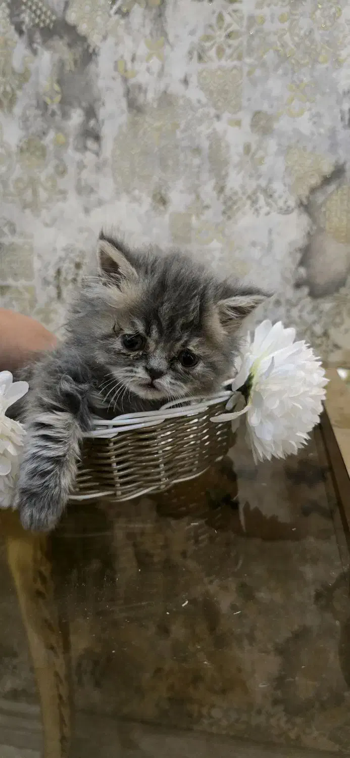 واگذاری گربه|گربه|مشهد, زمانه|دیوار