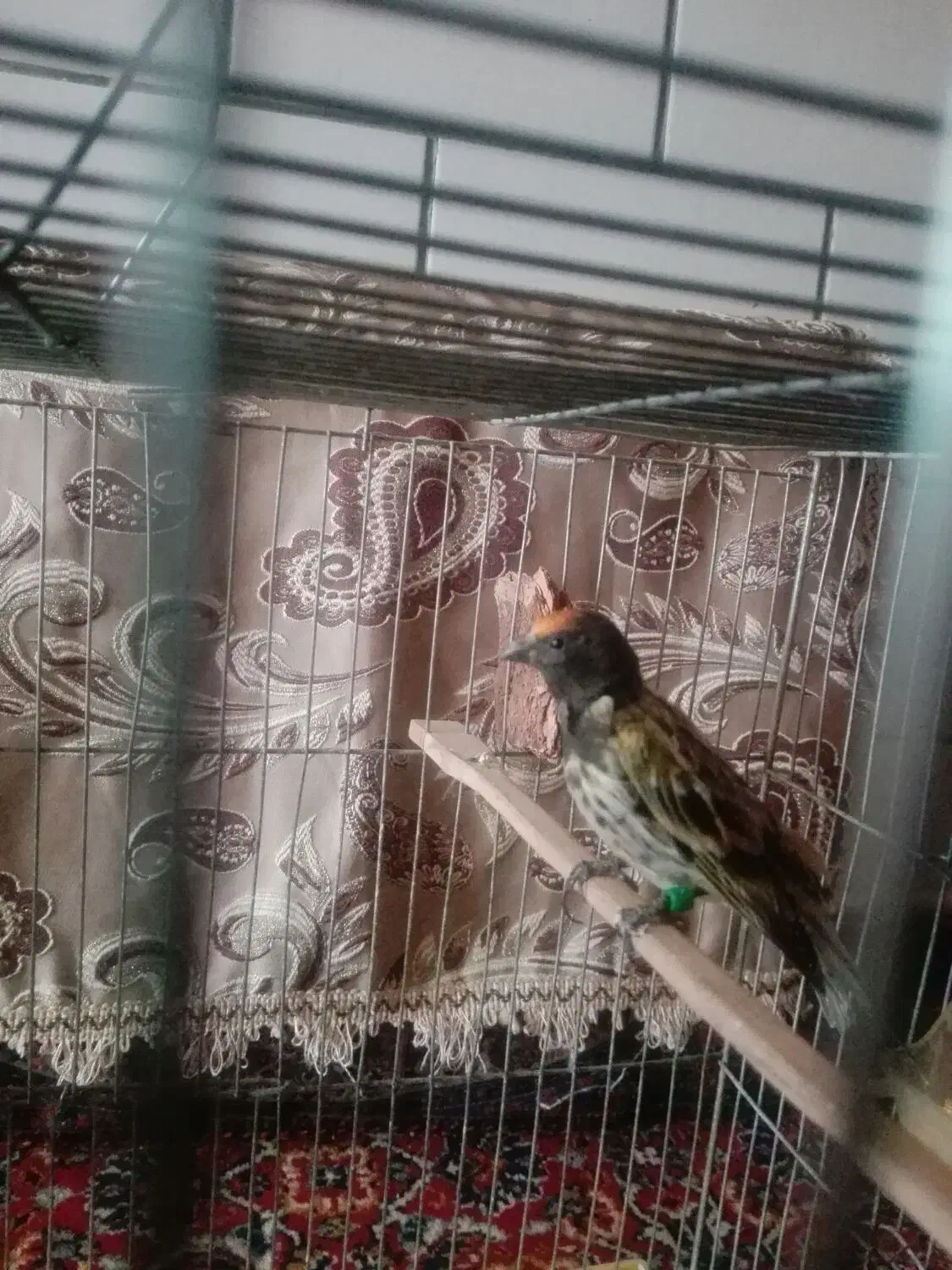 سهره خاکی و گلبسر|پرنده|کرمان, |دیوار