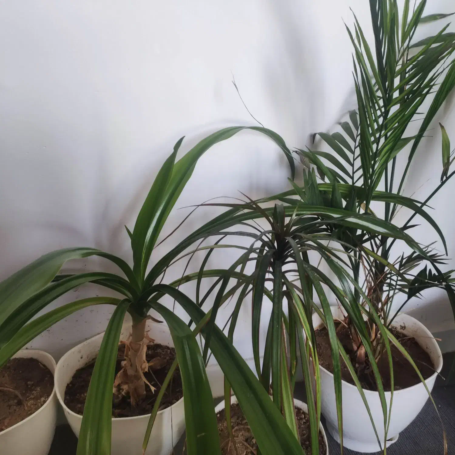 گل طبیعی|گل و گیاه طبیعی|شیراز, معالی‌آباد|دیوار