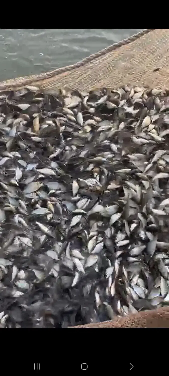 بچه ماهی کپور ۶ گرمی|ماهی|ساری, |دیوار