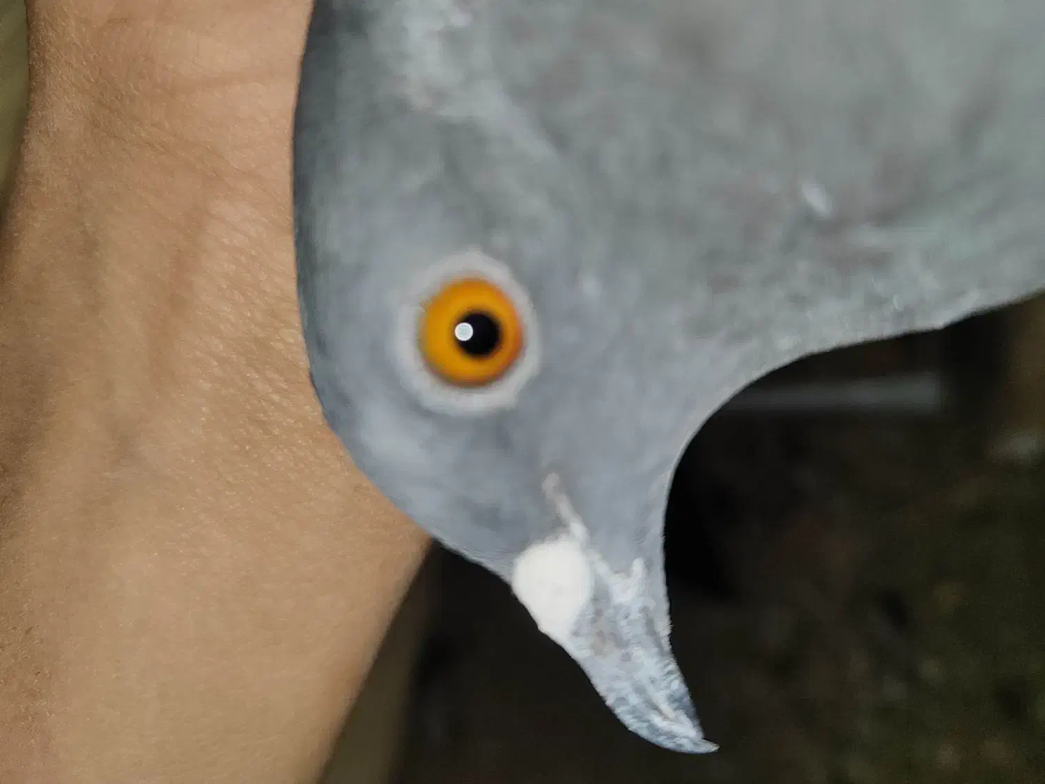 یک جفت پلاکی زاغ|پرنده|شهرضا, |دیوار