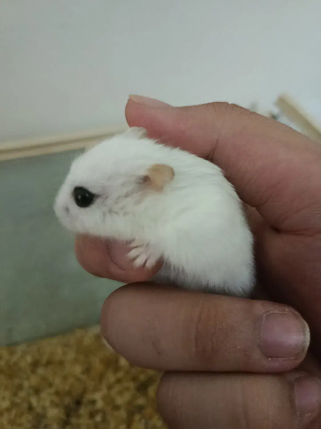 همستر مینی|موش و خرگوش|کرمانشاه, |دیوار