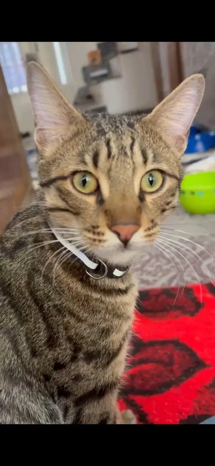 واگذاری گربه|گربه|کرمانشاه, |دیوار