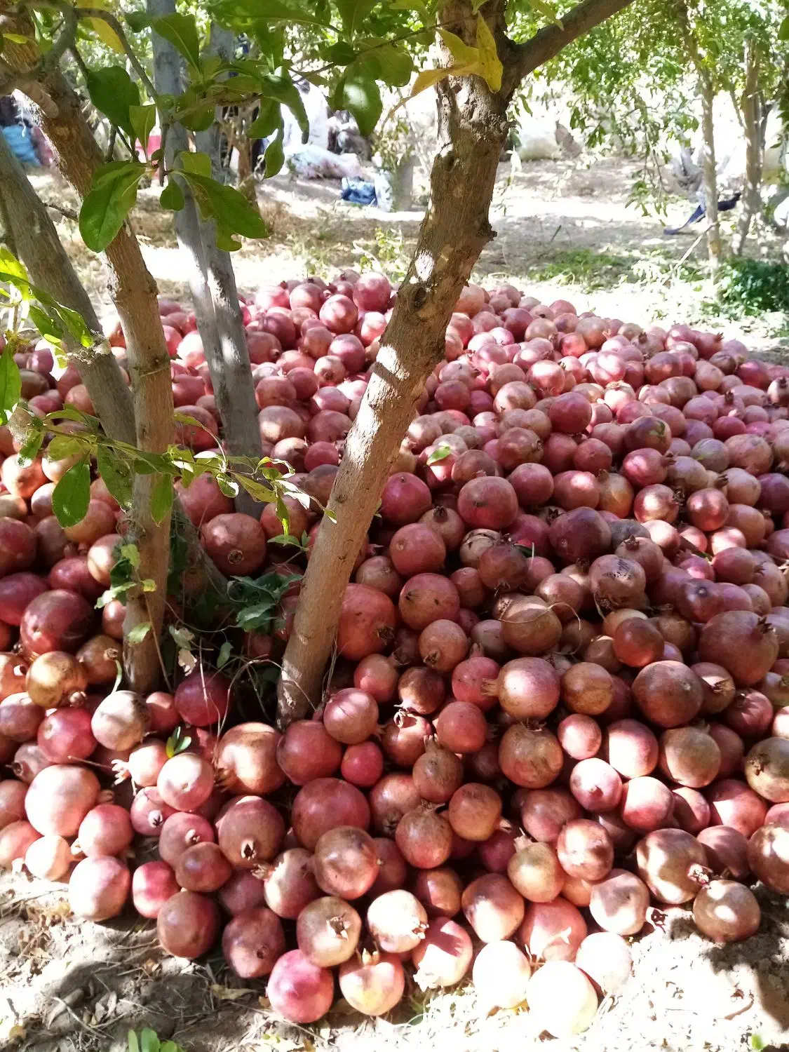 انار هفتادر|خوردنی و آشامیدنی|عقدا, |دیوار