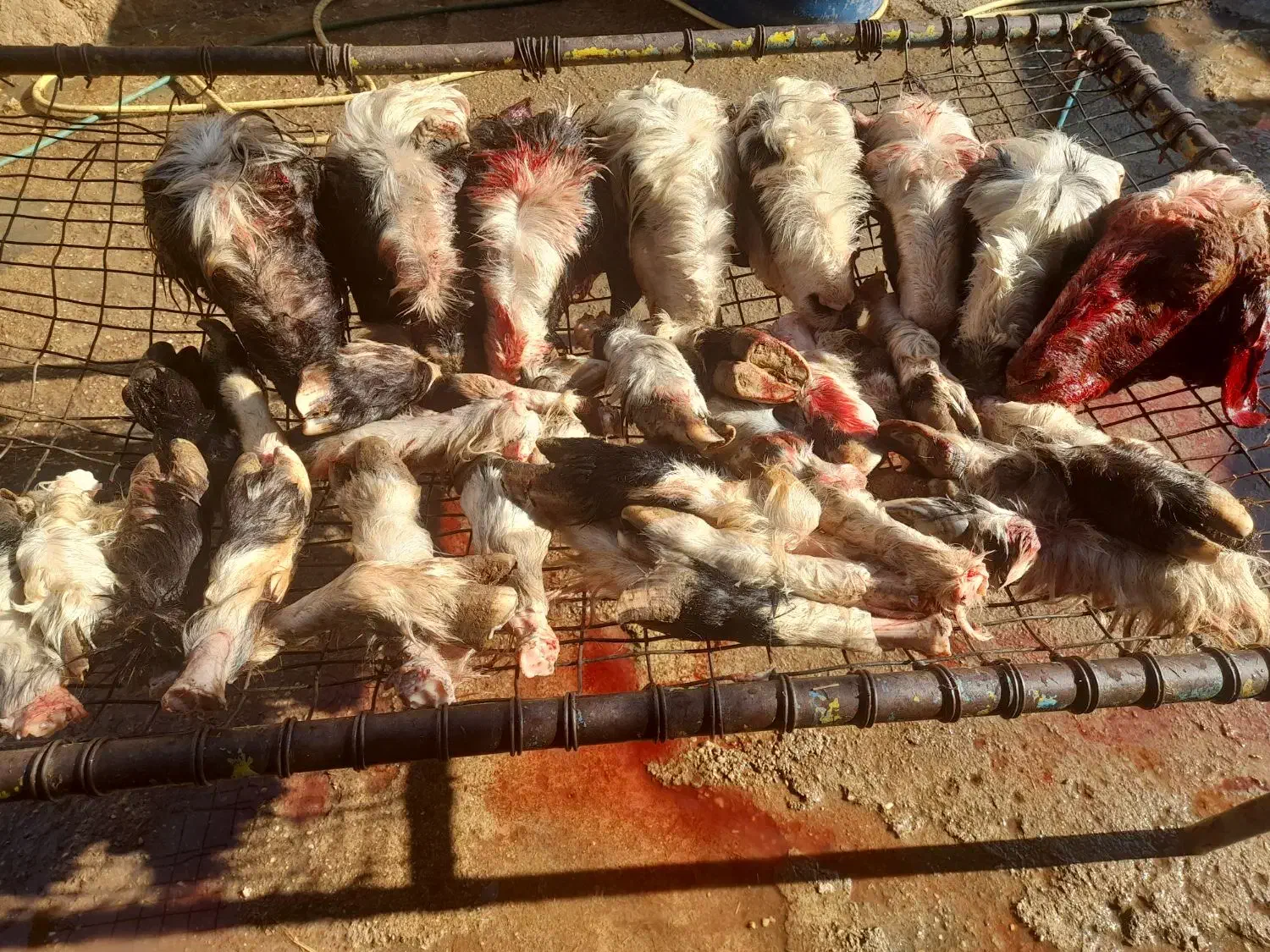 کله پاچه دومبه دلوجیگر فروشی|خوردنی و آشامیدنی|مسجد سلیمان, |دیوار