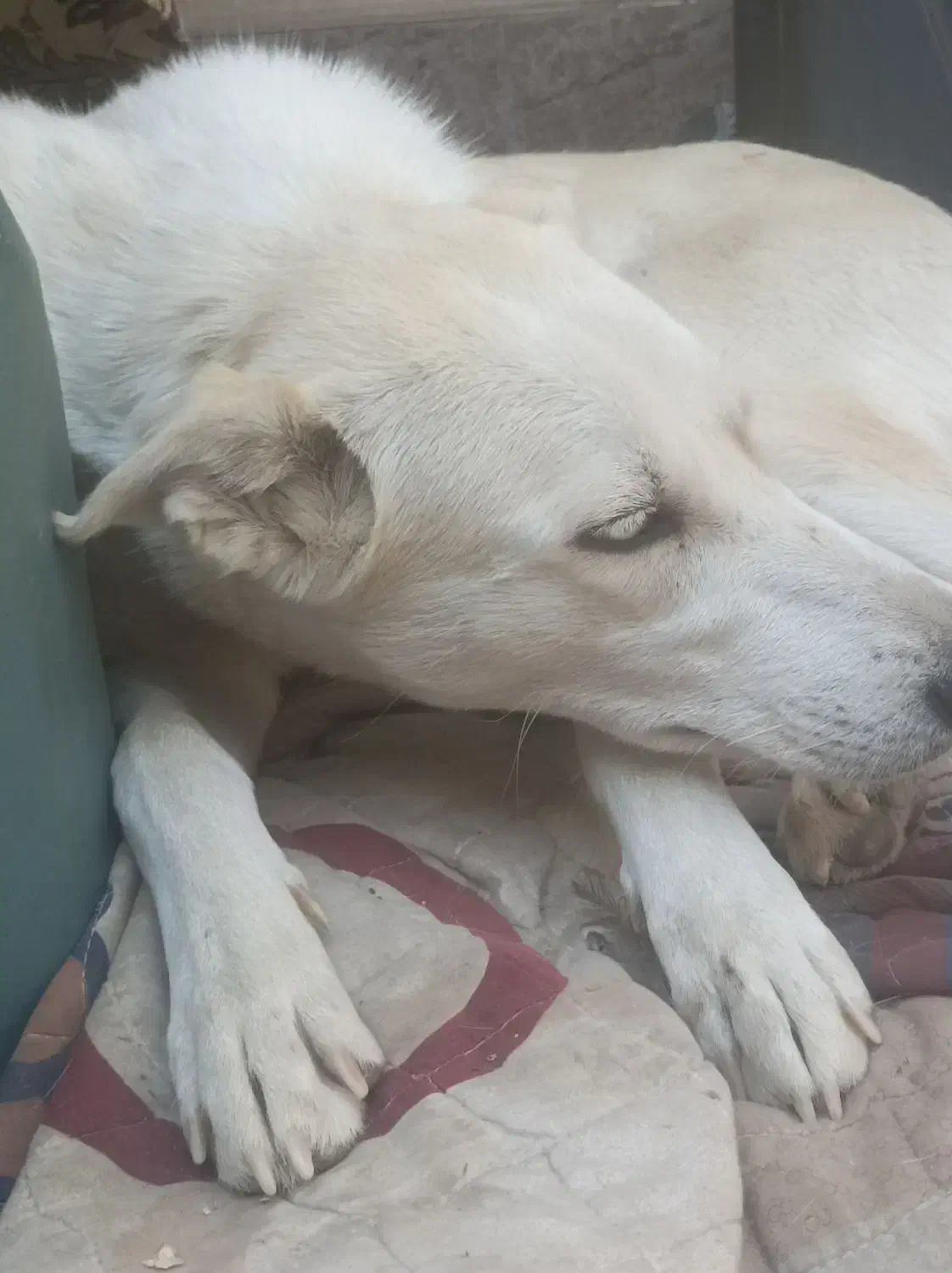 سگ هاسکی نگهبان قیمت خیلی پایین علت فروش کم بود جا|سگ|اصفهان, کساره|دیوار