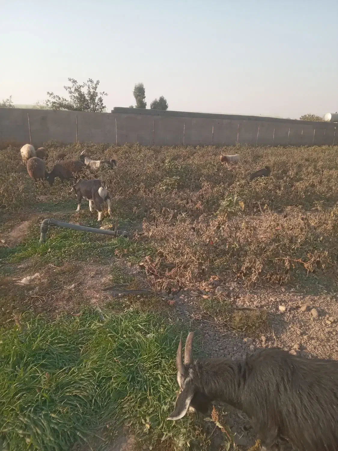 چند راس بزغاله و بز ابستن|حیوانات مزرعه|پاکدشت, پاکدشت (مامازند)|دیوار