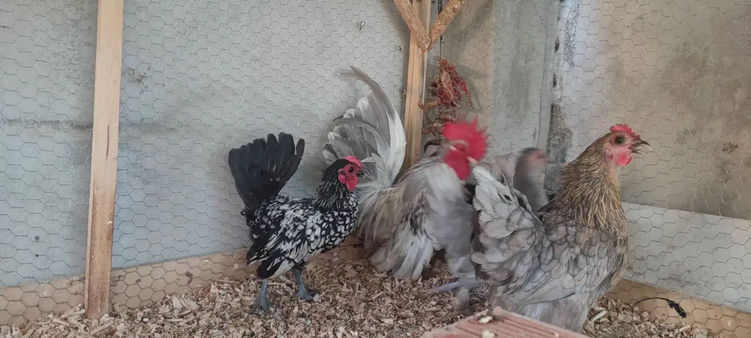 جاپنیز مرغ خروس جوجه|حیوانات مزرعه|گرگان, |دیوار