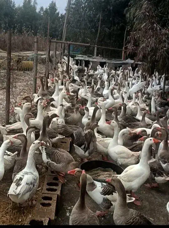 غازدوساله|حیوانات مزرعه|باروق, |دیوار