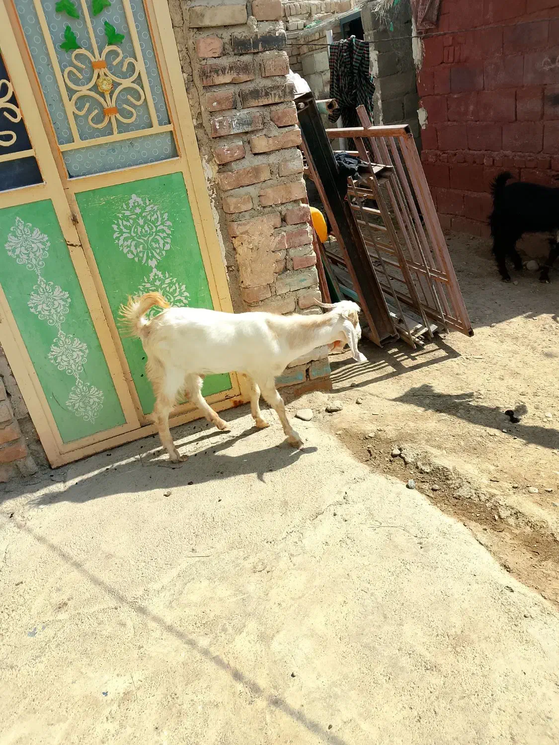 اسباب بازی بچه گوسفند معاوضه با گوشی|اسباب‌بازی بچه|ایرانشهر, |دیوار