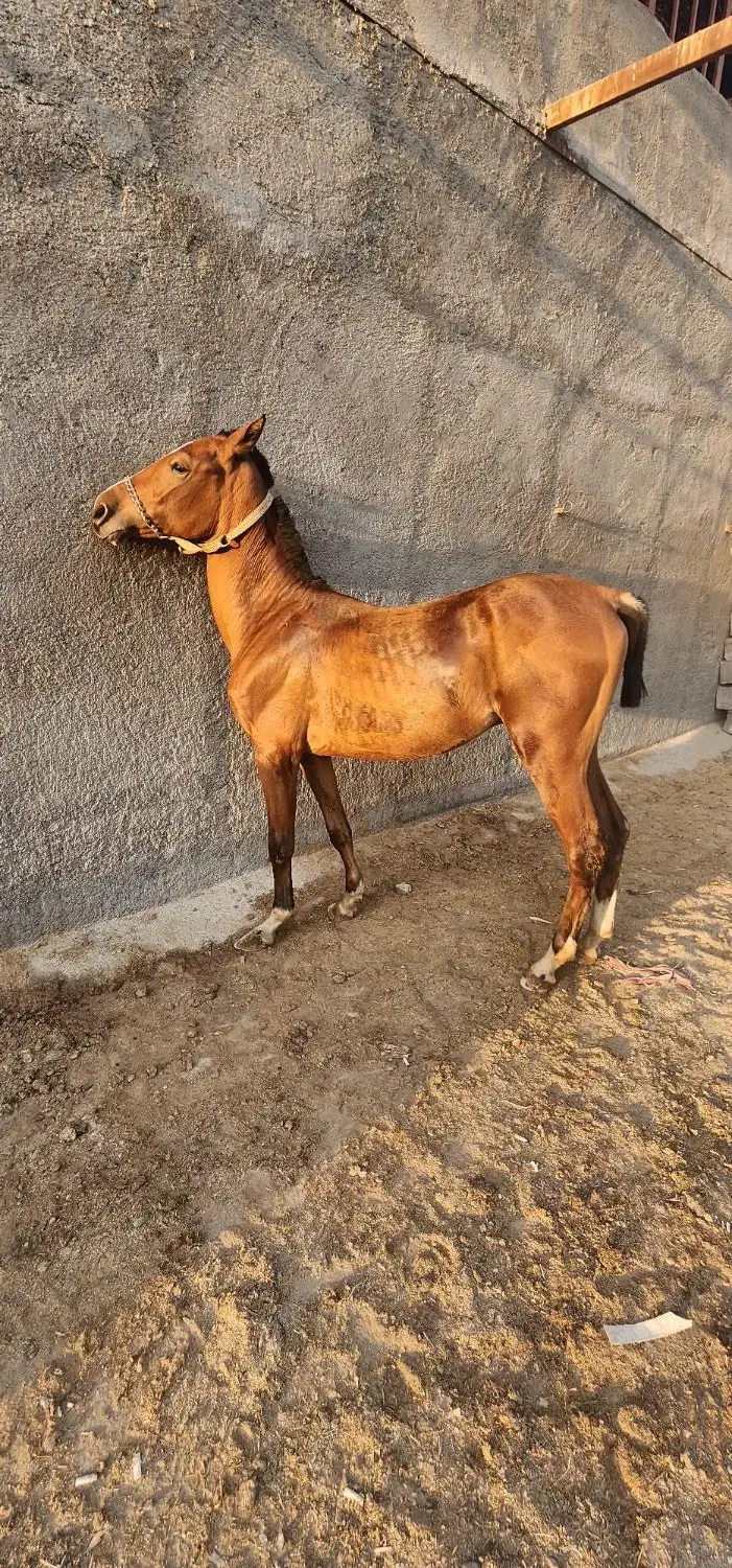 اسب|اسب و تجهیزات اسب‌سواری|قم, بوستان جوان|دیوار
