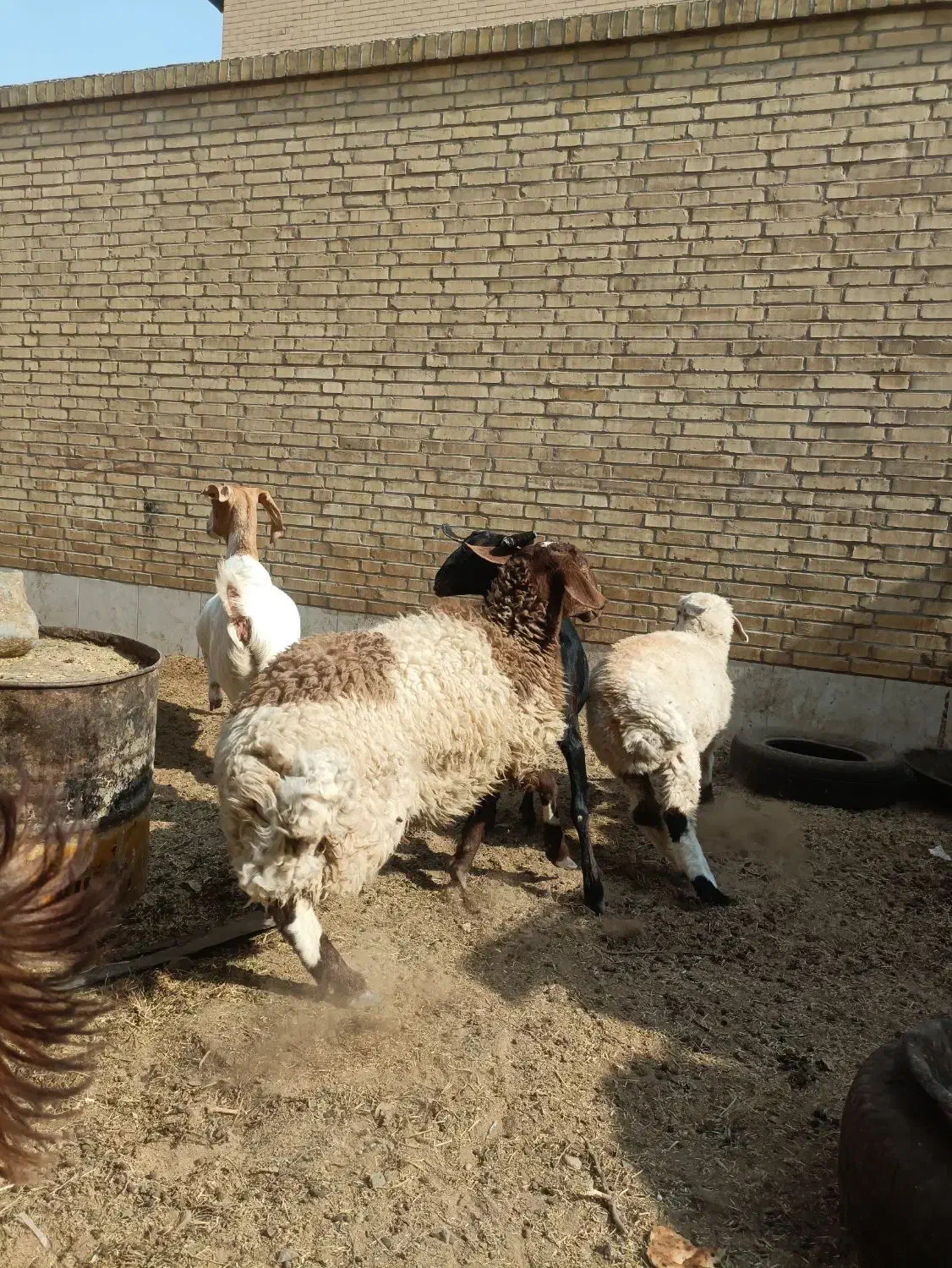 گوسفند دورگ ترکی افشاری|حیوانات مزرعه|یزد, |دیوار